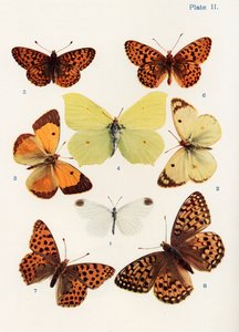 Olika typer av fjärilar, illustration från boken Butterflies, Moths and Other Insects and Creatures of the Countryside, publicerad 1927 (bw photo)